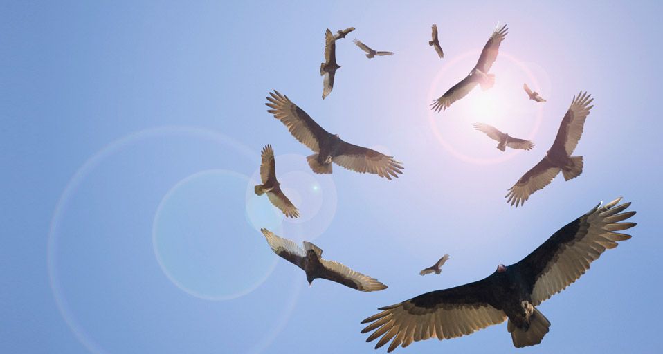 Vulture Civilisation
